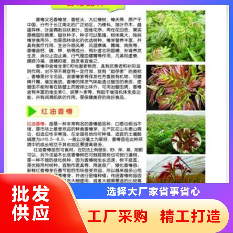 香椿苗桃树苗信誉至上