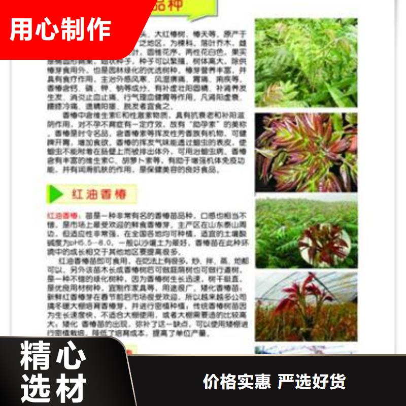 香椿苗桃树苗按需设计