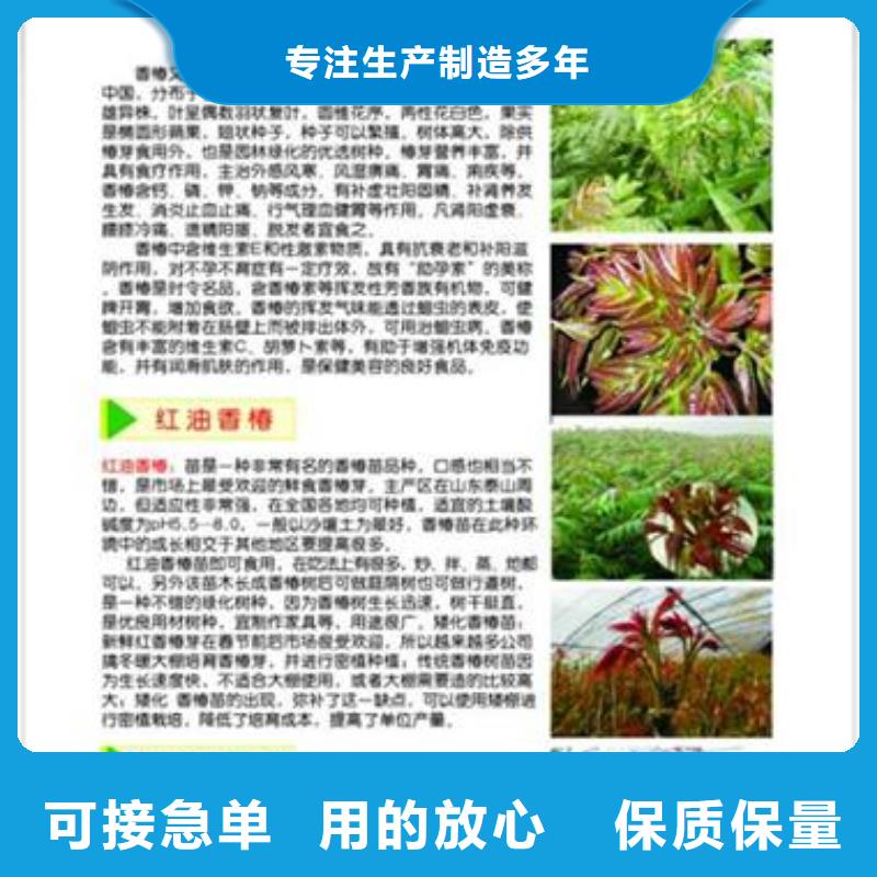 香椿苗梨树苗用心做品质
