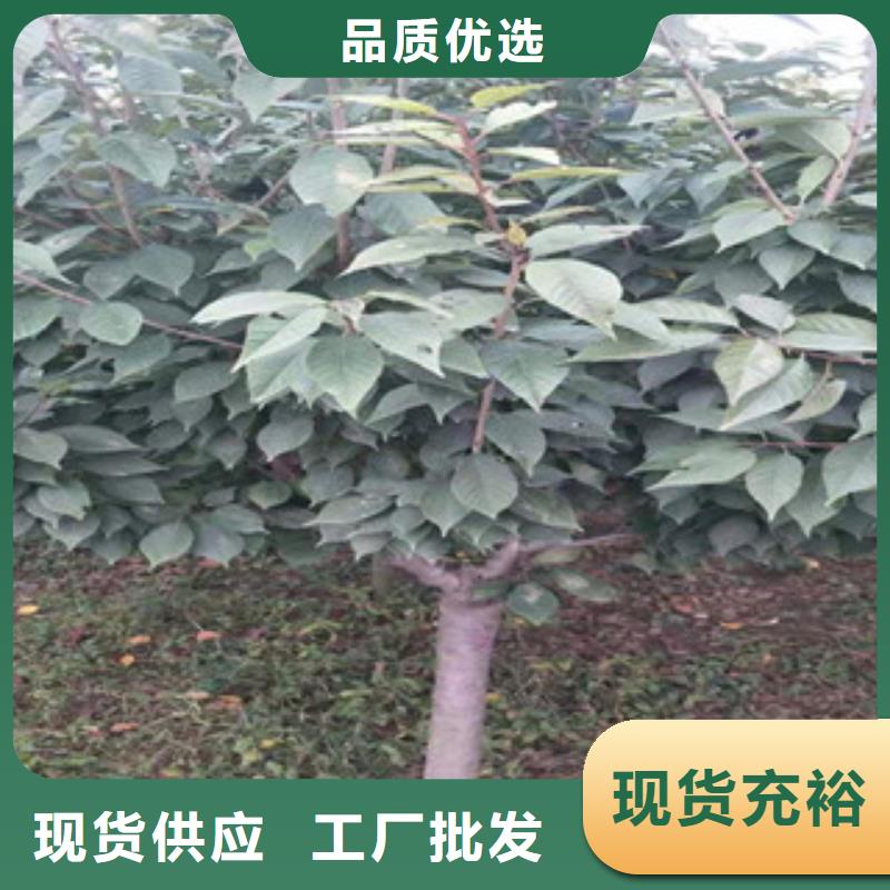 樱花,占地果树厂家工艺先进