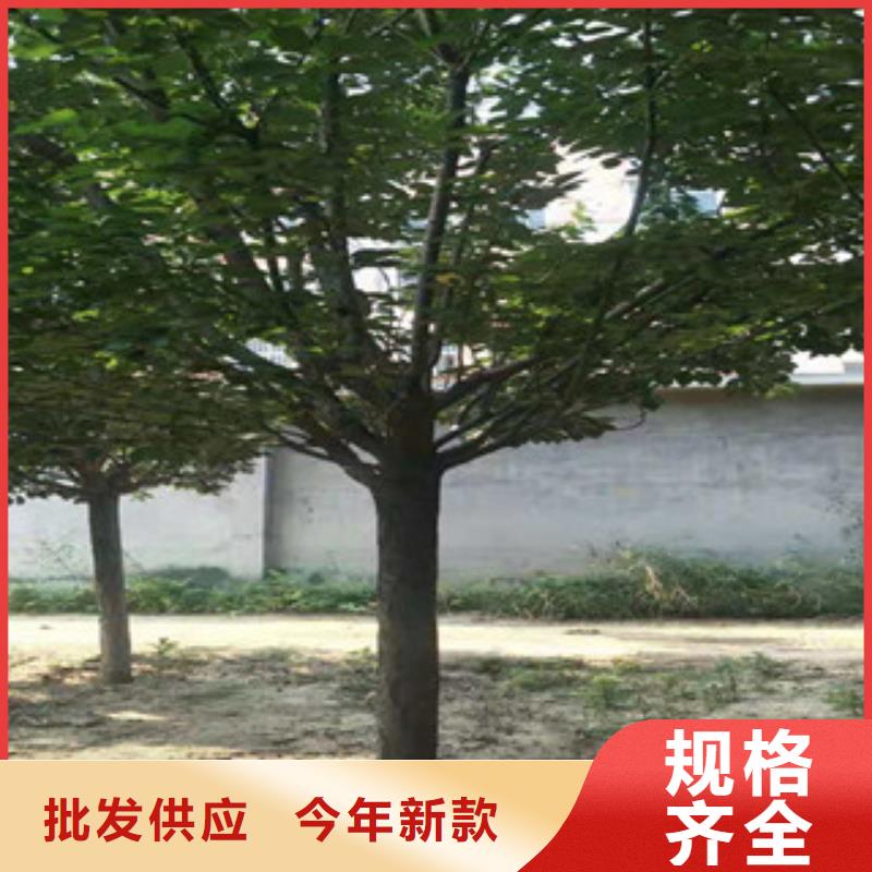 樱花-核桃苗樱花苗长果桑树苗质量三包
