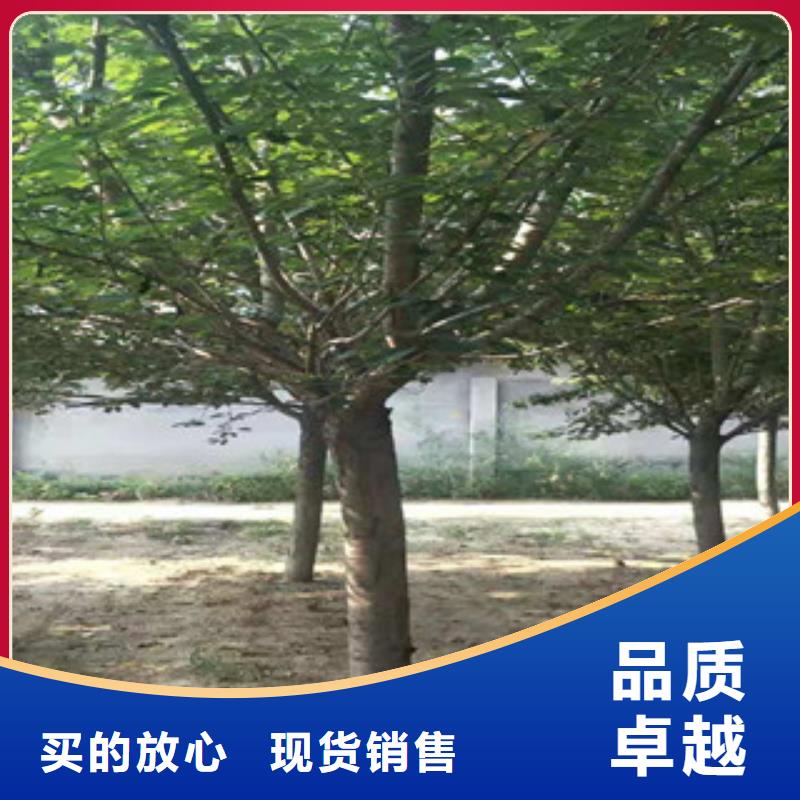 樱花泰山景松造型景松品质优选