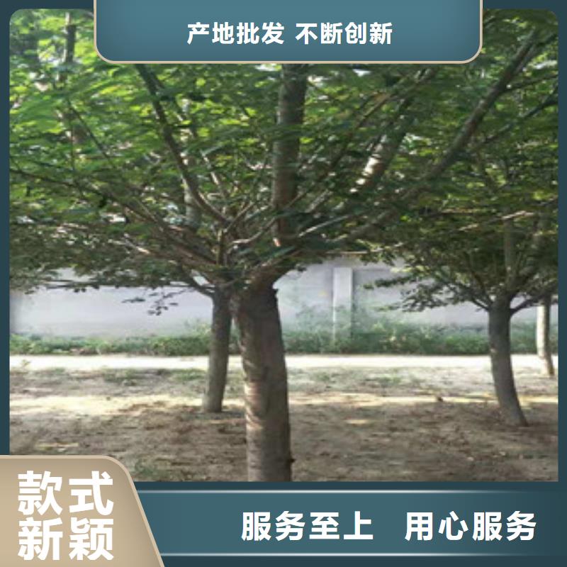 樱花樱桃苗精选优质材料