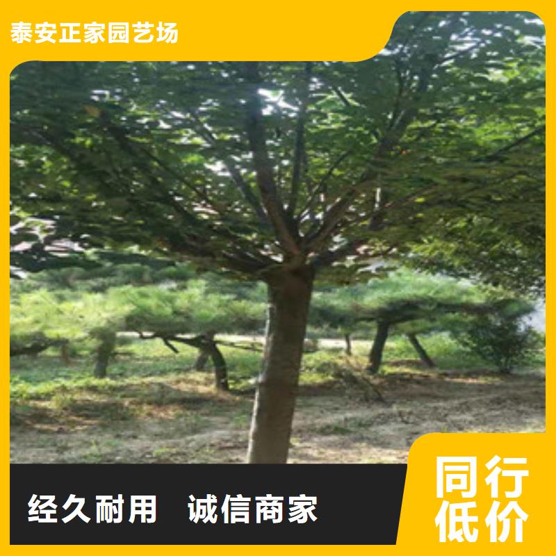 生产商【 樱花国槐细节决定成败】