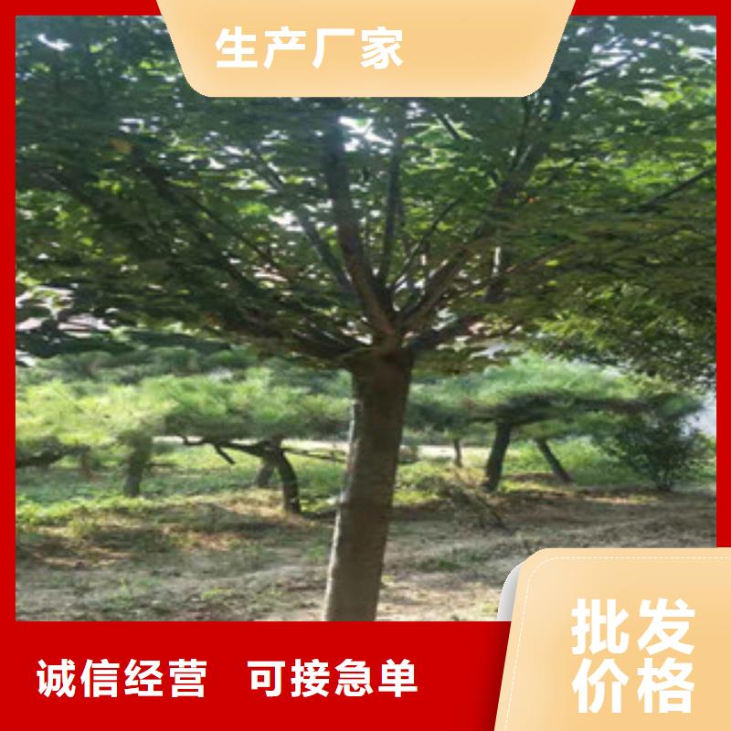 樱花泰山景松造型景松品质优选