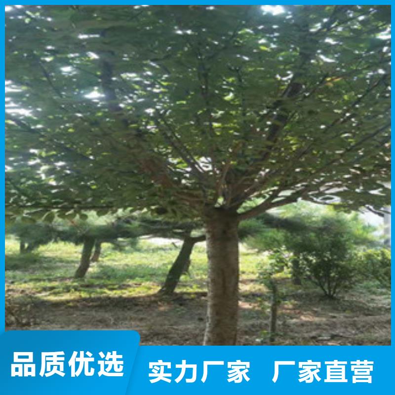 生产商【 樱花国槐细节决定成败】