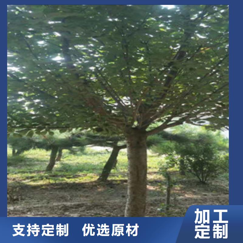 【樱花】 泰山景松 造型景松畅销本地 正家园艺场(衡阳市分公司)