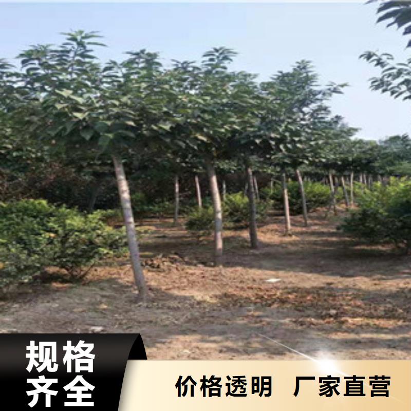 生产商【 樱花国槐细节决定成败】