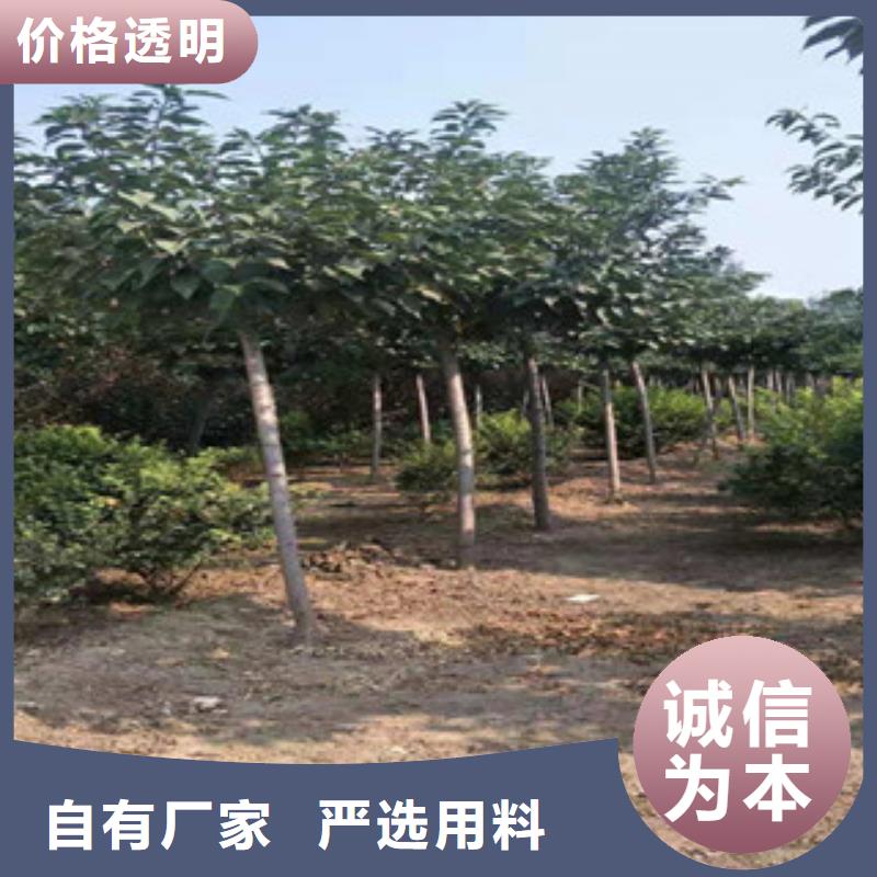 樱花-核桃苗樱花苗长果桑树苗质量三包