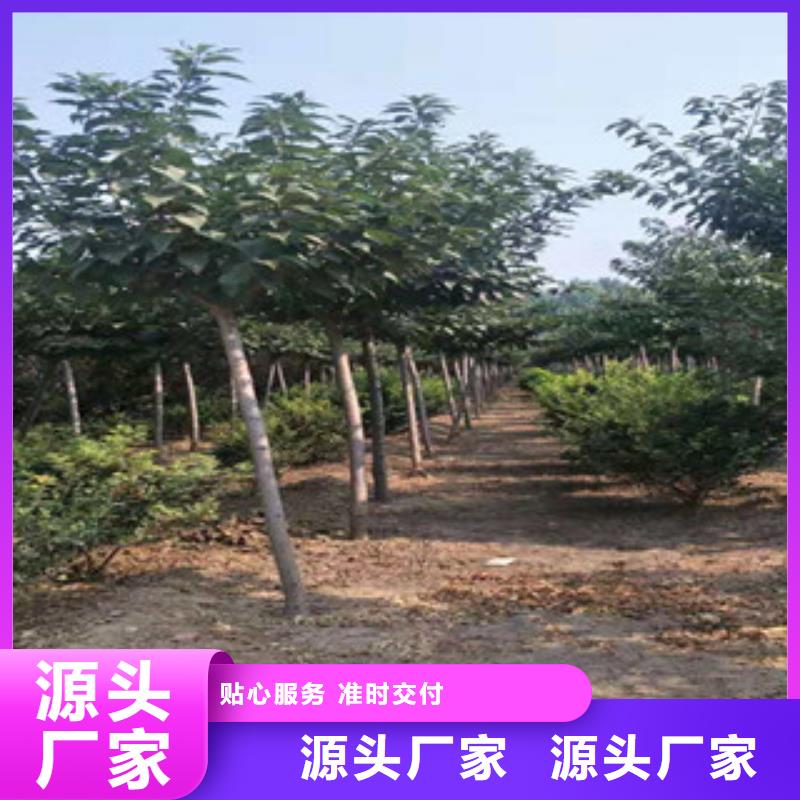 樱花泰山景松造型景松品质优选