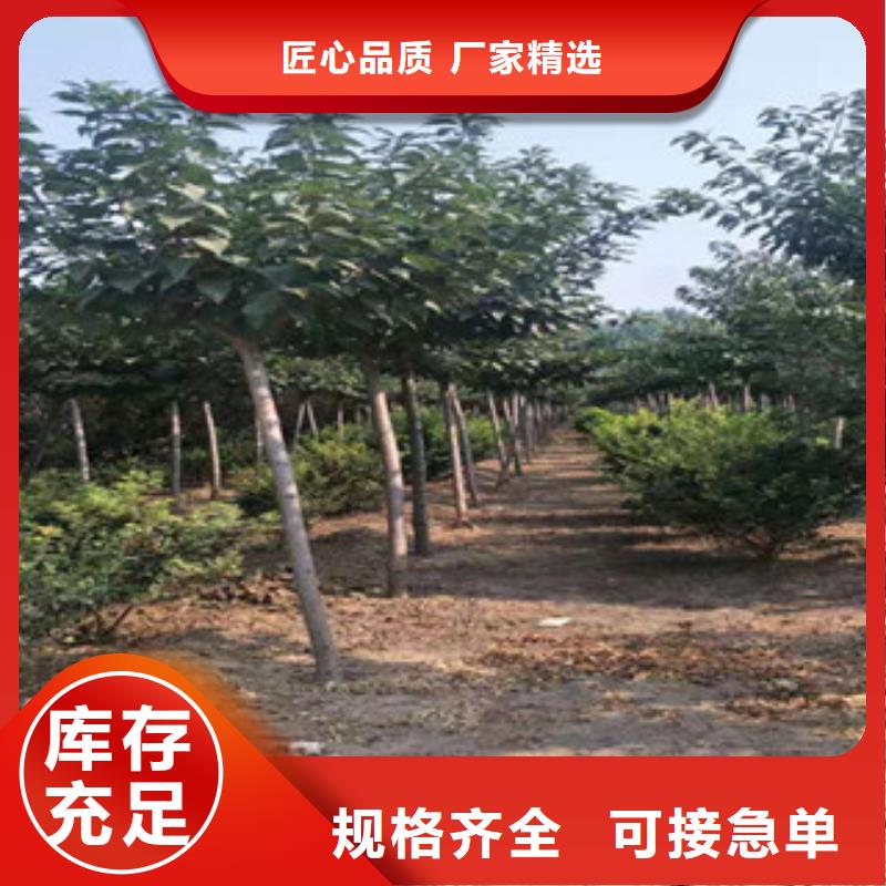 樱花蓝莓苗品质值得信赖