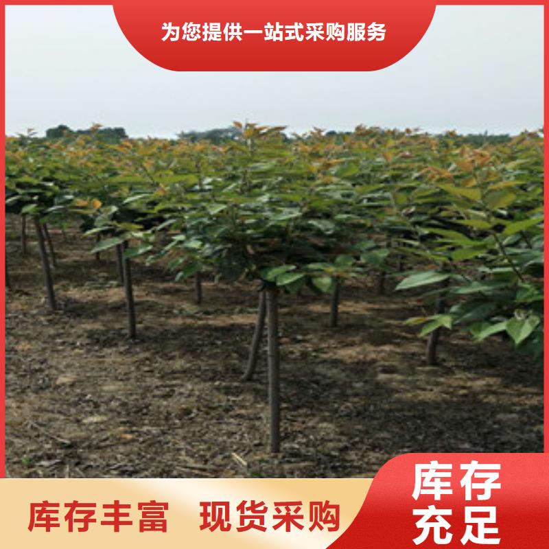 樱花碧桃诚信经营