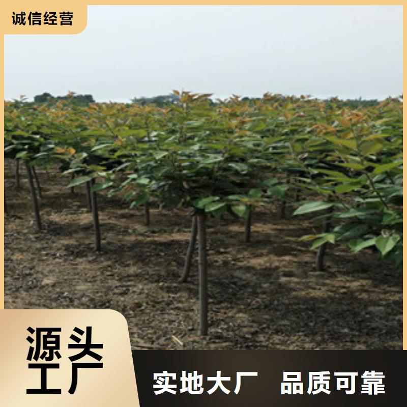 生产商【 樱花国槐细节决定成败】
