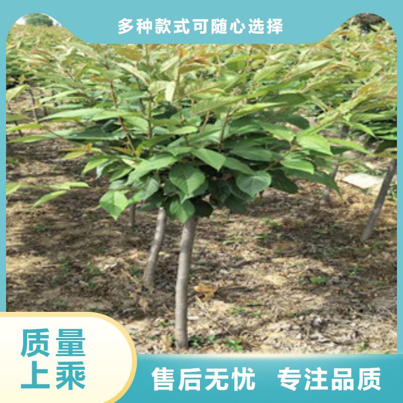 【樱花】 泰山景松 造型景松畅销本地 正家园艺场(衡阳市分公司)