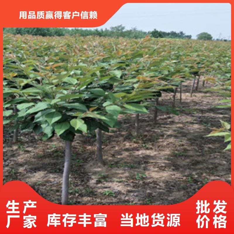 【樱花】 泰山景松 造型景松畅销本地 正家园艺场(衡阳市分公司)