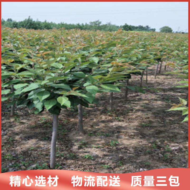 樱花国槐货到付款