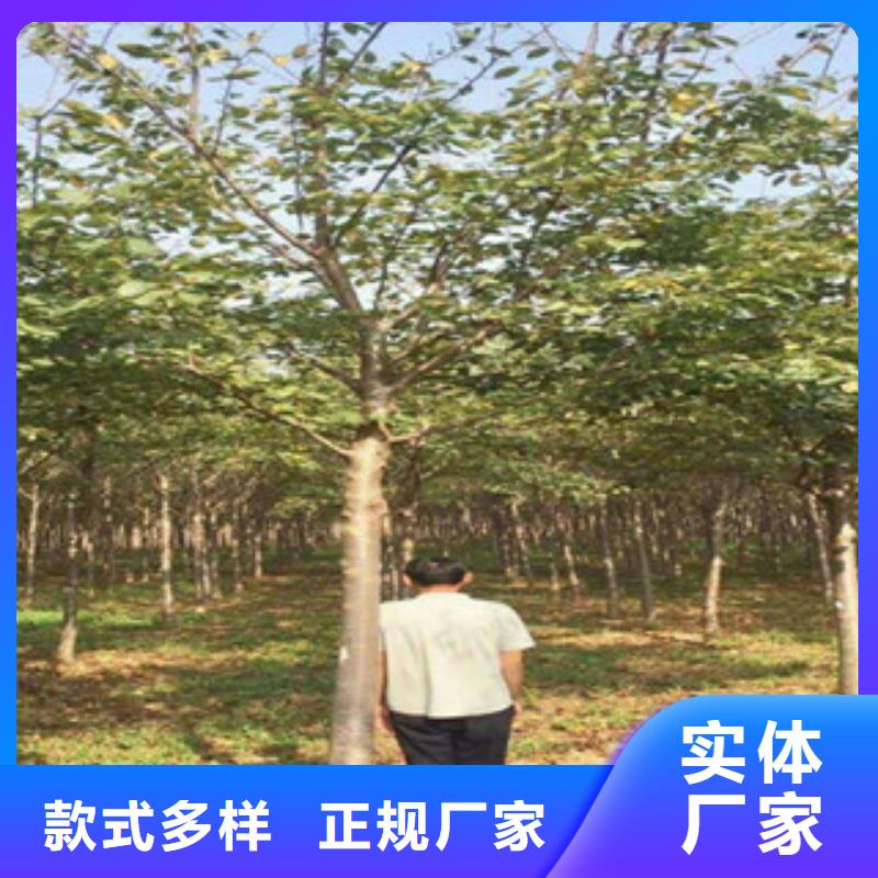 【樱花】 泰山景松 造型景松畅销本地 正家园艺场(衡阳市分公司)