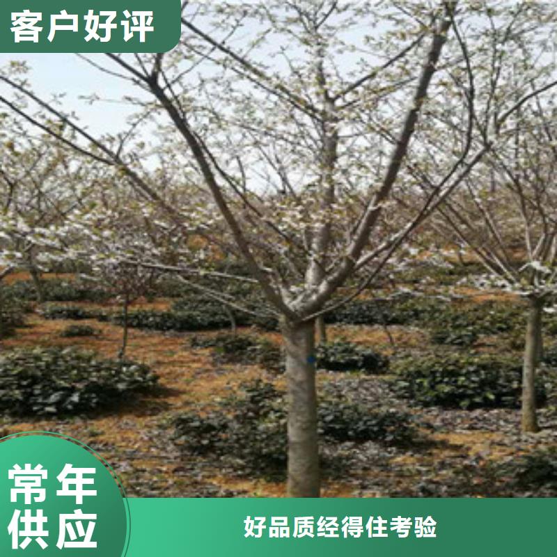 樱花,占地果树厂家工艺先进