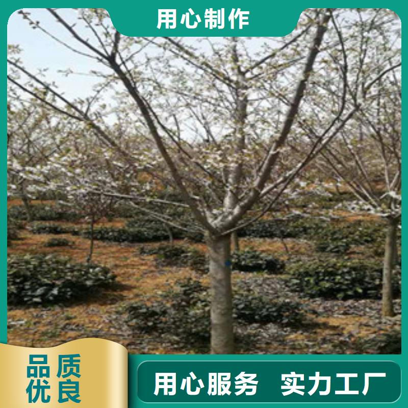 樱花碧桃诚信经营