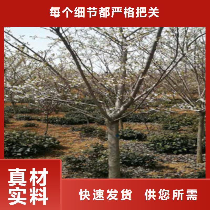 樱花樱桃苗精选优质材料