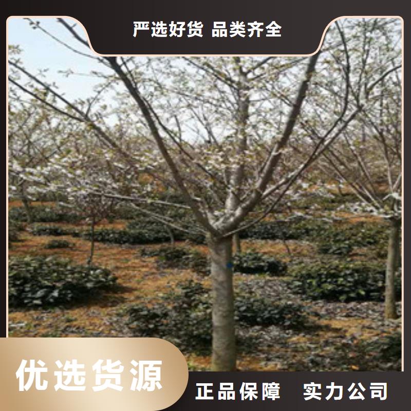樱花【樱桃苗】规格齐全实力厂家