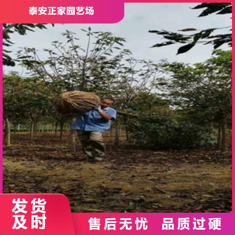 生产商【 樱花国槐细节决定成败】