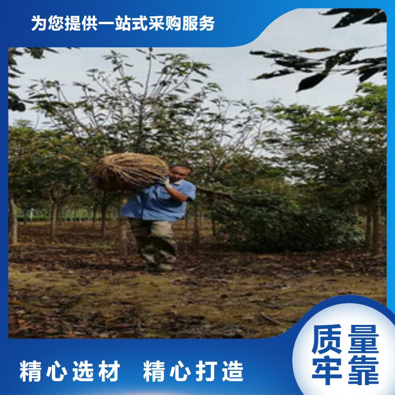 樱花,占地果树厂家工艺先进