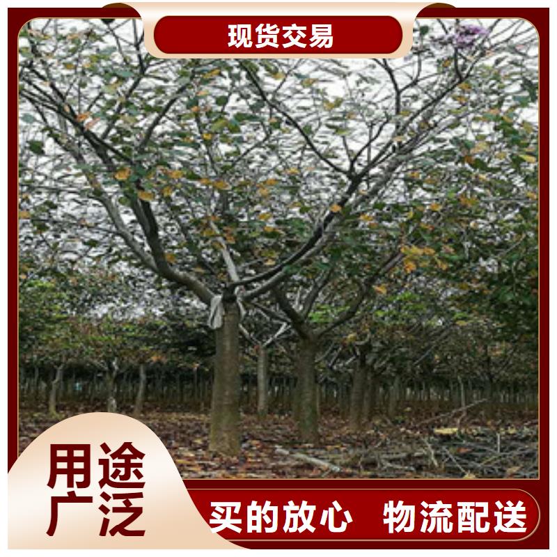 生产商【 樱花国槐细节决定成败】