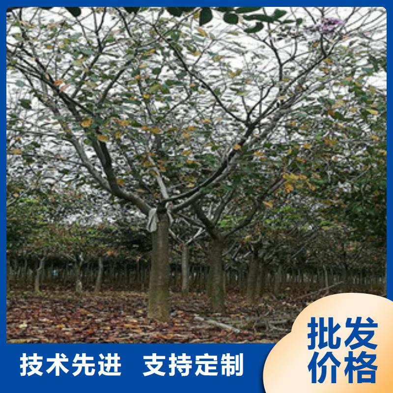 樱花碧桃诚信经营