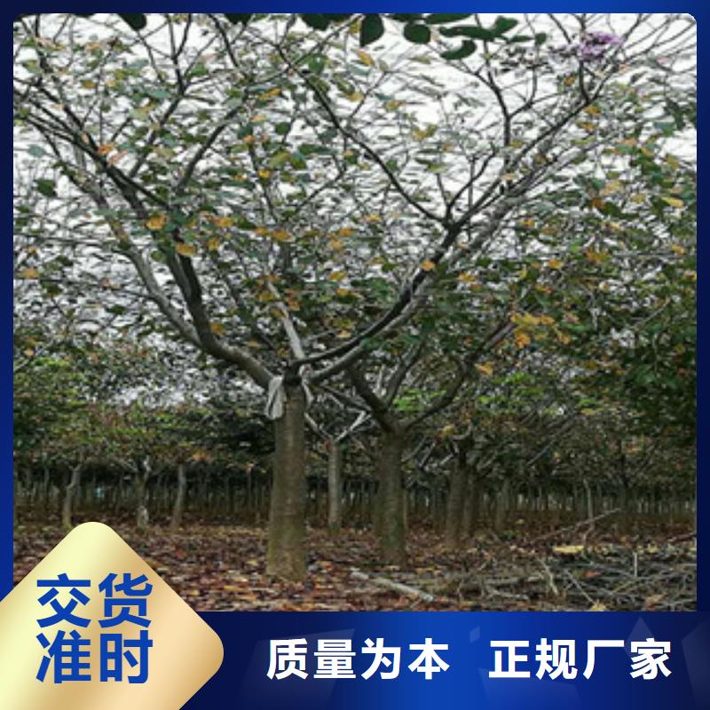 樱花,核桃苗樱花苗长果桑树苗精品选购