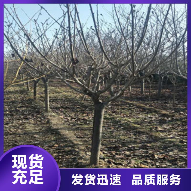 樱花-核桃苗樱花苗长果桑树苗质量三包