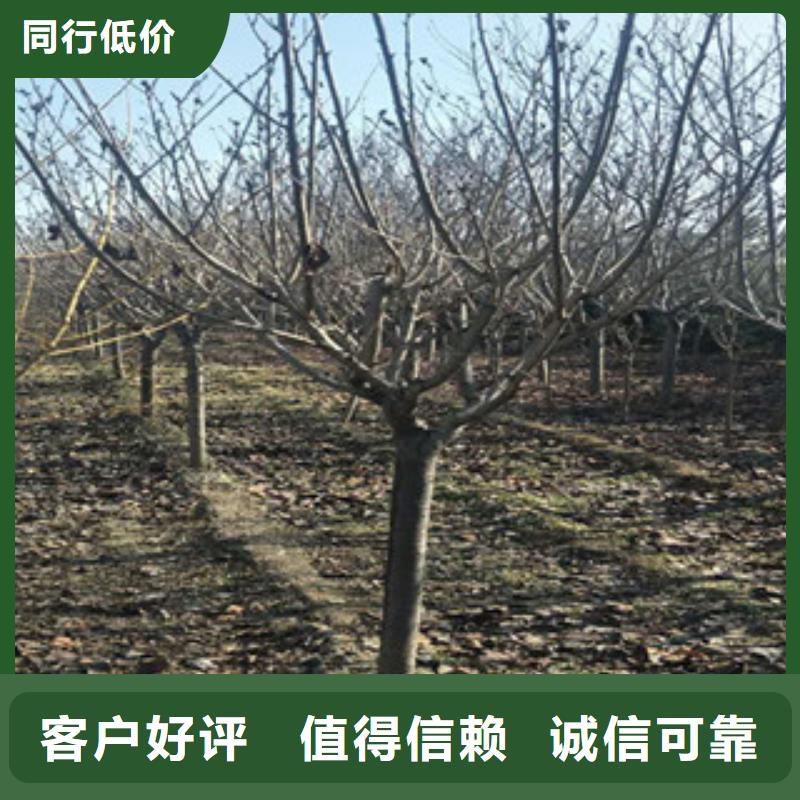 【樱花】 泰山景松 造型景松畅销本地 正家园艺场(衡阳市分公司)
