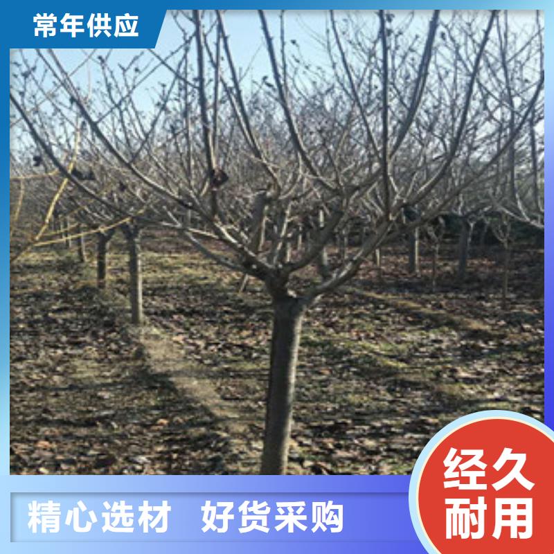 生产商【 樱花国槐细节决定成败】