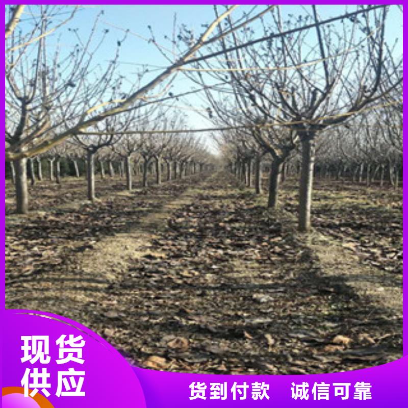 樱花蓝莓苗品质值得信赖