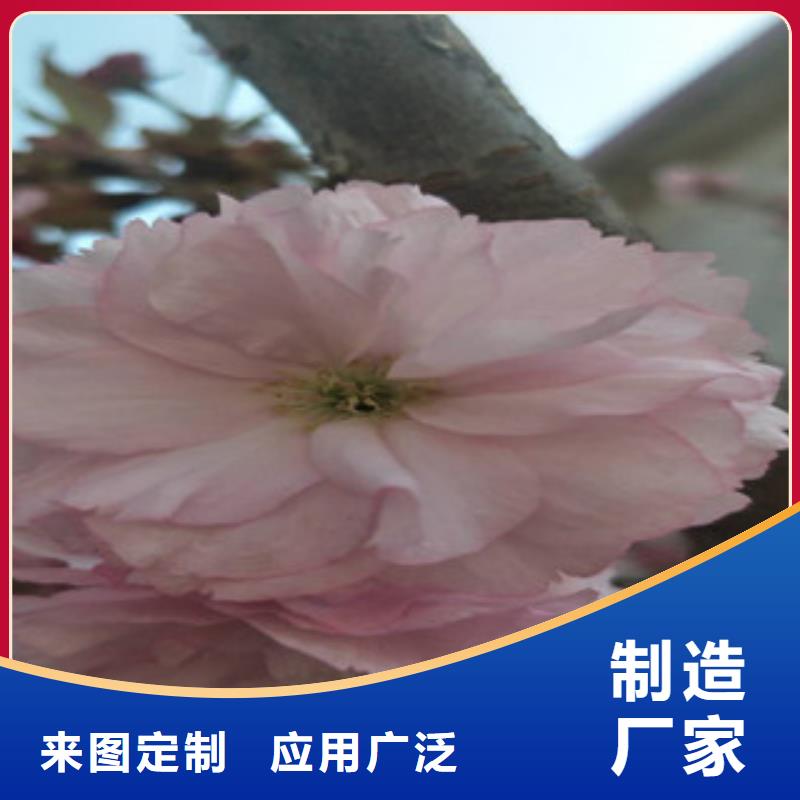 樱花,核桃苗樱花苗长果桑树苗精品选购