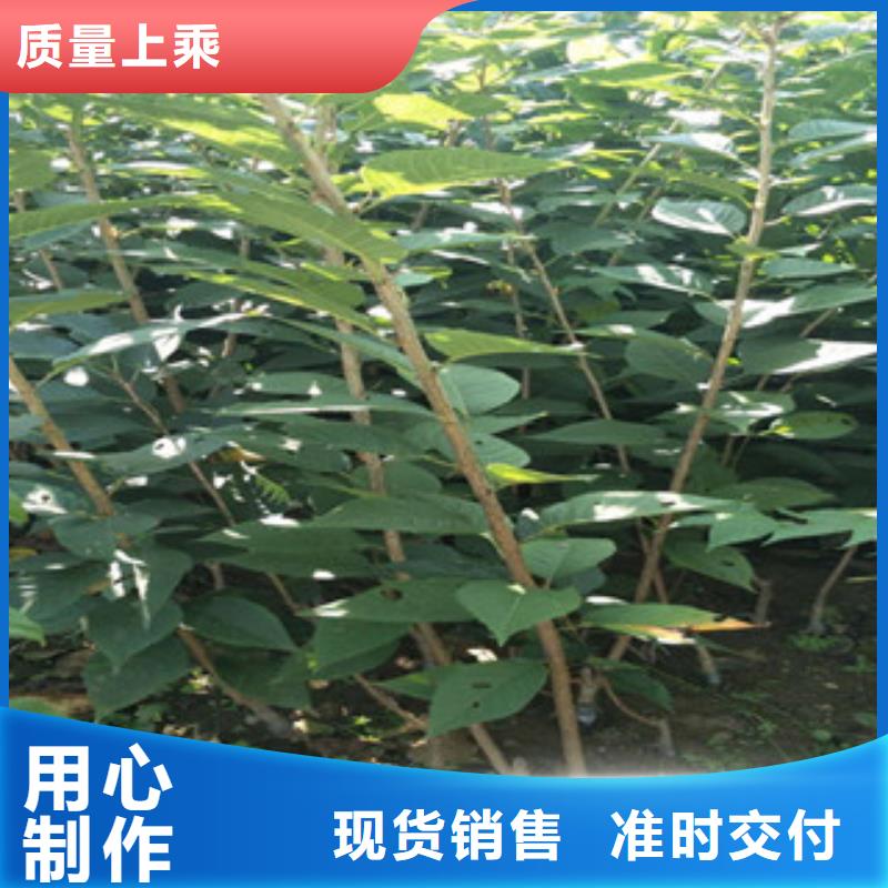 樱花樱桃苗精选优质材料