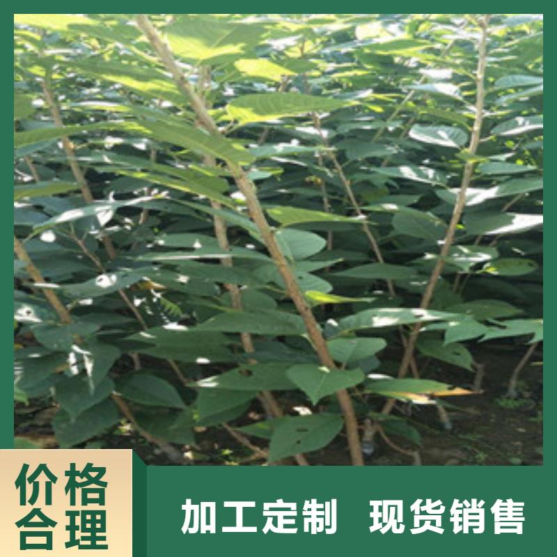 生产商【 樱花国槐细节决定成败】
