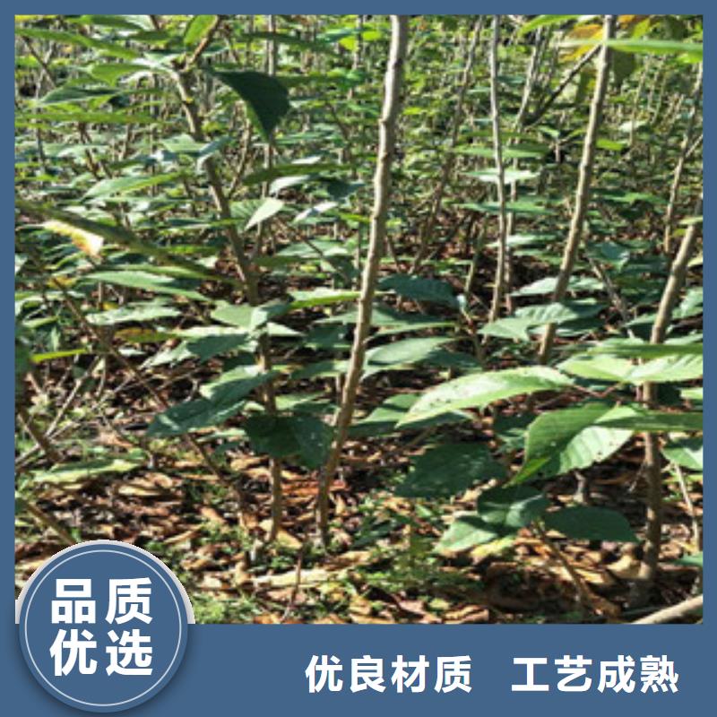 【樱花】 泰山景松 造型景松畅销本地 正家园艺场(衡阳市分公司)