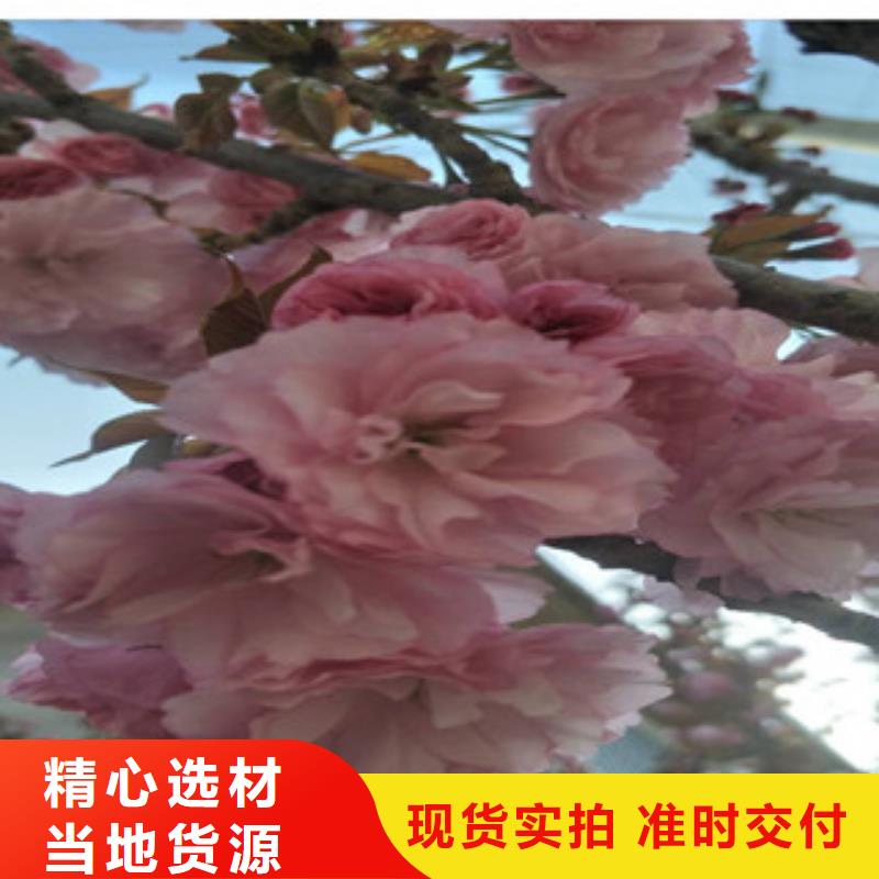 生产商【 樱花国槐细节决定成败】