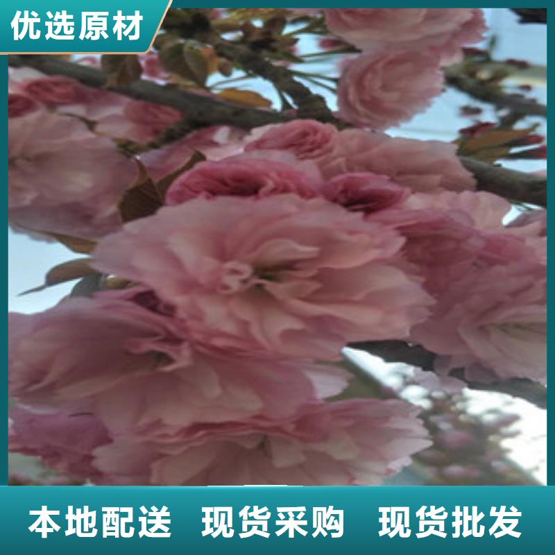 樱花国槐货到付款