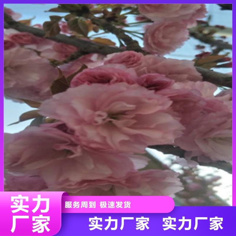 樱花_占地果树源头厂家来图定制