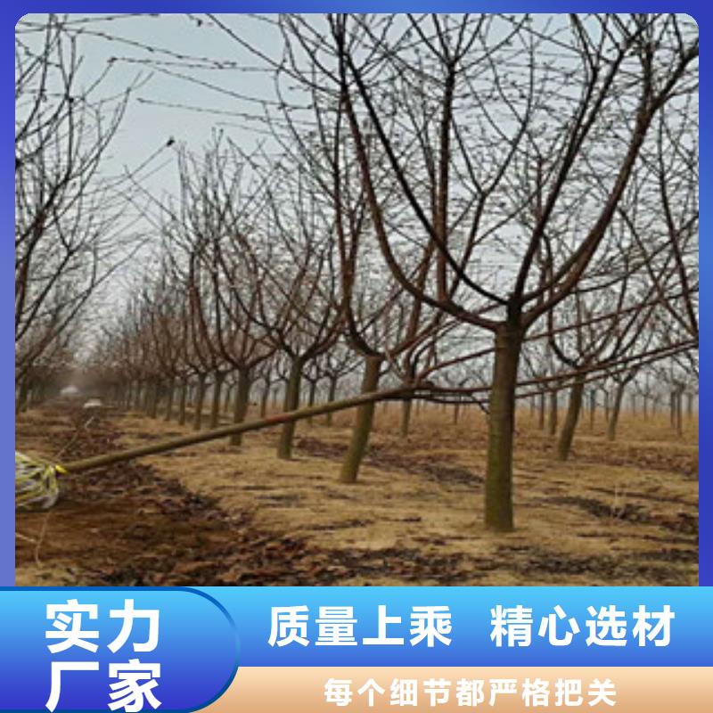 樱花国槐货到付款