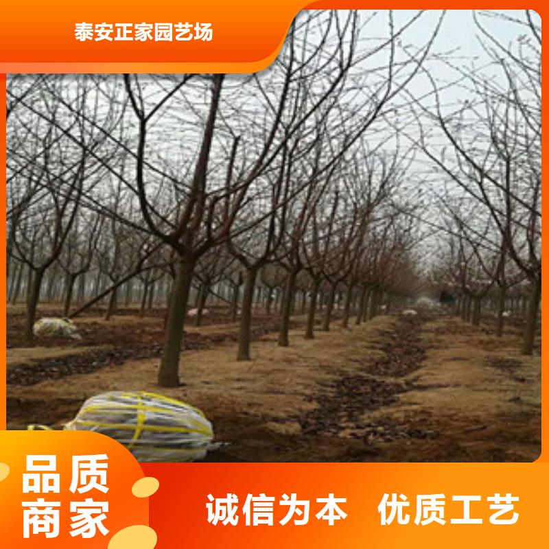 樱花泰山景松造型景松品质优选