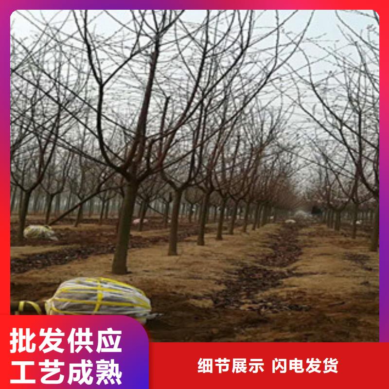 樱花蓝莓苗品质值得信赖