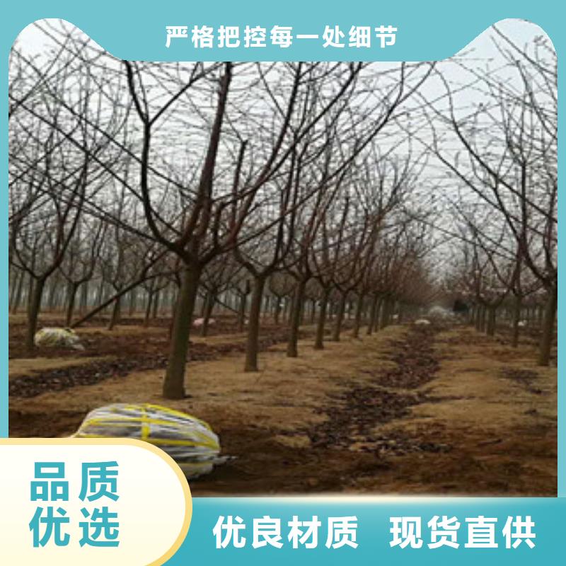 【樱花】 泰山景松 造型景松畅销本地 正家园艺场(衡阳市分公司)