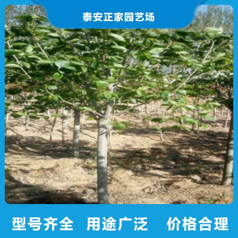 【樱花】 泰山景松 造型景松畅销本地 正家园艺场(衡阳市分公司)