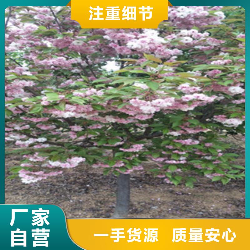 樱花碧桃诚信经营