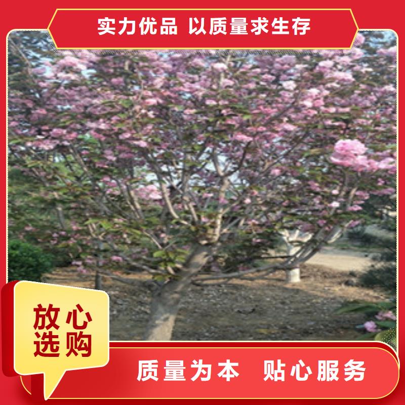 樱花泰山景松造型景松品质优选