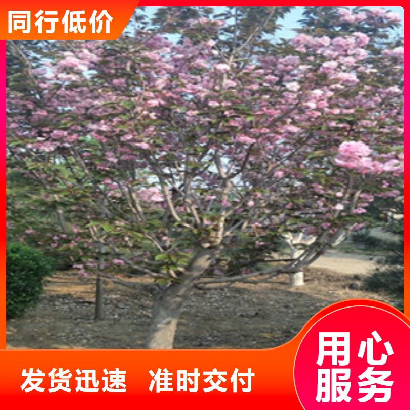 樱花国槐货到付款