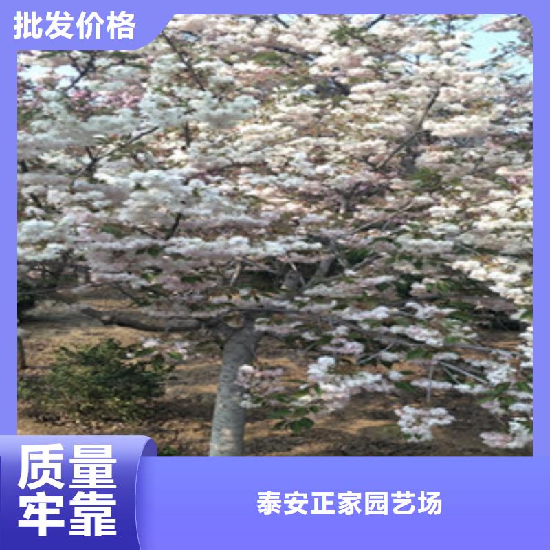 樱花国槐货到付款